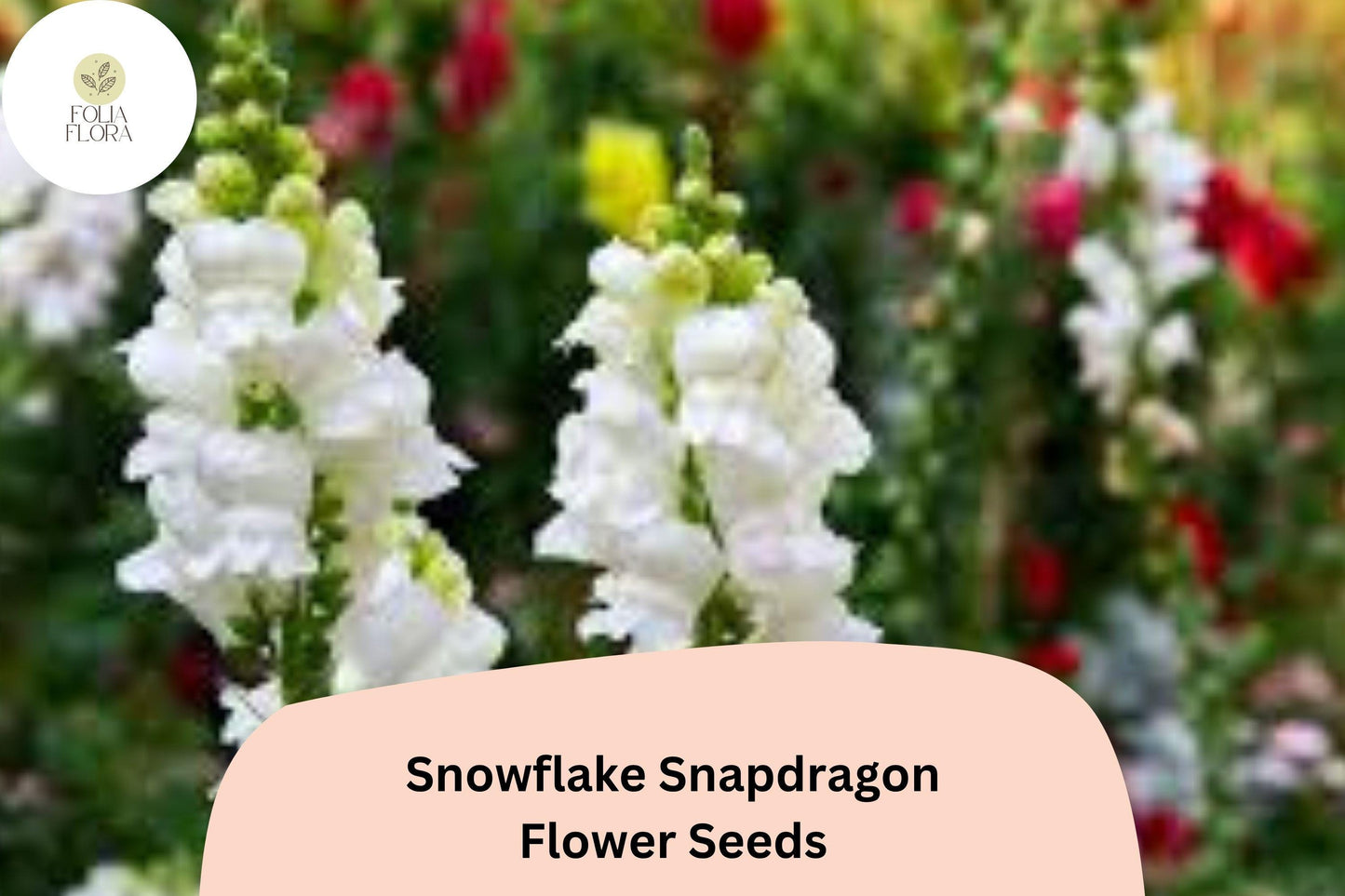 1000+ Snowflake Snapdragon Seeds | Antirrhinum majus | Pure White Garden Flowers for Beds, Borders & Pots