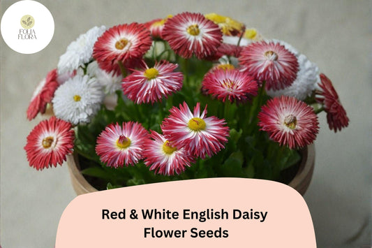 200+ Red & White English Daisy Seeds | Bellis perennis | Bicolor Blooms | Charming Spring Garden Flower Seeds