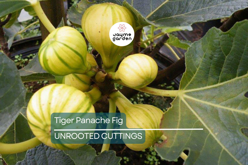 2 Tiger Panache Fig Cuttings – Variegated 6"+ Fresh Scions with 3+ Nodes for Rooting
