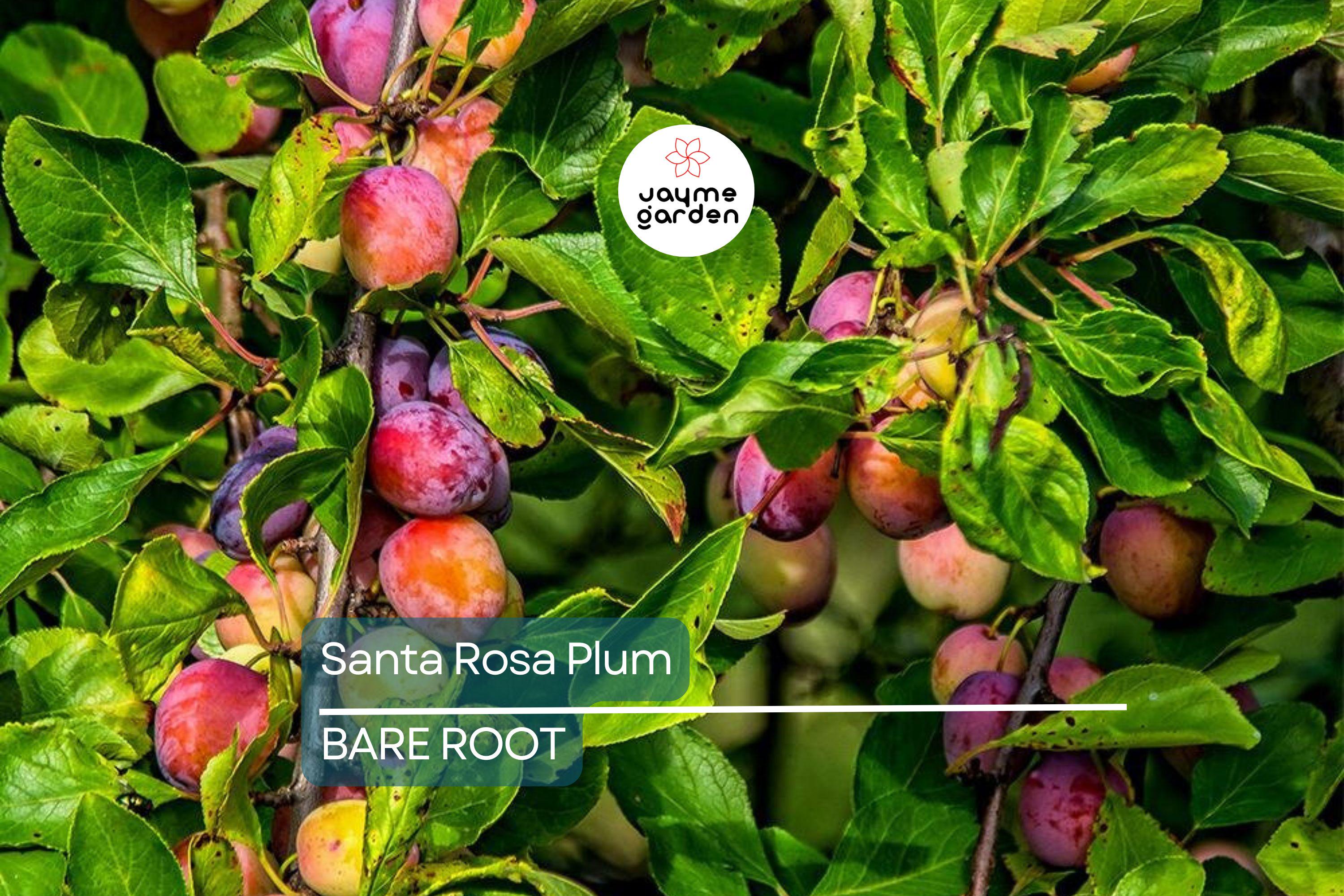 Santa Rosa Plum Tree Live Plant | 2ft Tall Bare Root | Sweet Juicy Fruit | Fast-Growing | Hardy Zones 5-9