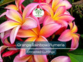 1 Orange Rainbow Plumeria 8-12" Unrooted Cutting | Frangipani Flower, Tropical Plant for Garden & Home