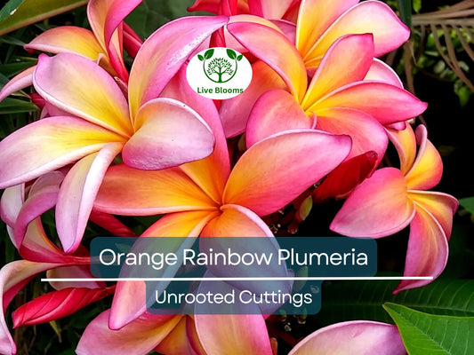 1 Orange Rainbow Plumeria 8-12" Unrooted Cutting | Frangipani Flower, Tropical Plant for Garden & Home