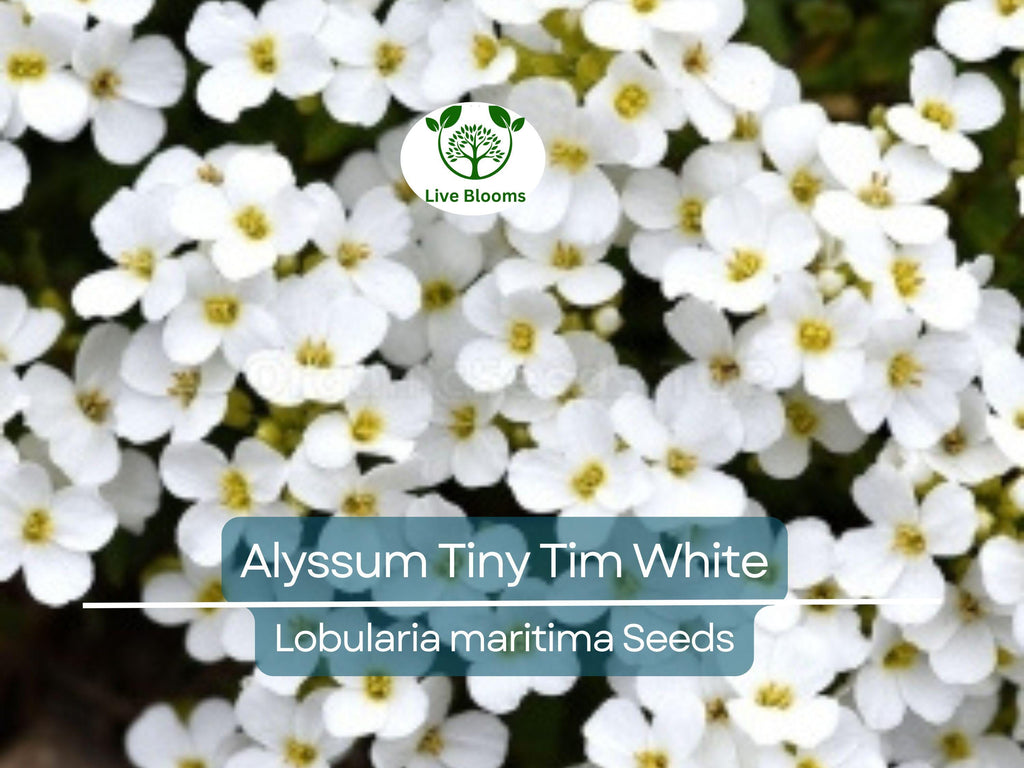500 Seeds Alyssum Tiny Tim White Groundcover, Non-GMO, Fragrant Flowers, Bee-Friendly, Low Maintenance, Beautiful 3" White Blooms