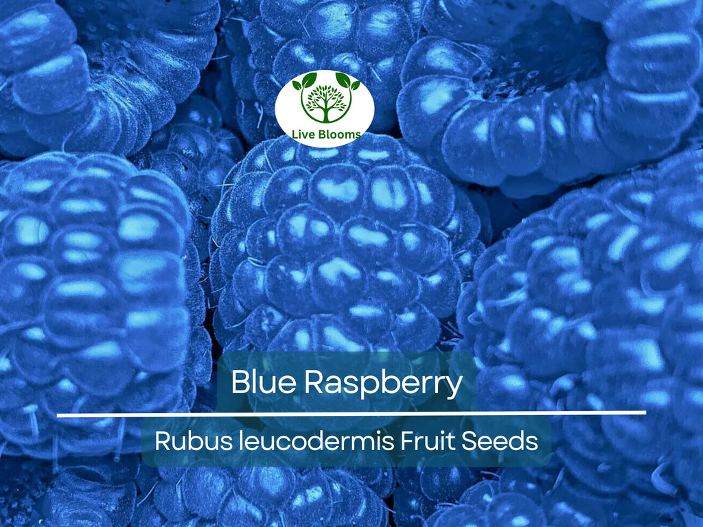 50 Blue Raspberry Bush Seeds for Sweet, Edible Berry Fruits, Delicious Blue Berries, High Yield, Easy to Grow, Organic, Perfect for Garden