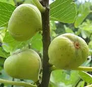2 Brooklyn White Fig Cuttings – Fresh 6-8" Unrooted Organic Cuttings from Fruiting Tree | Sweet Heirloom Variety for Propagation