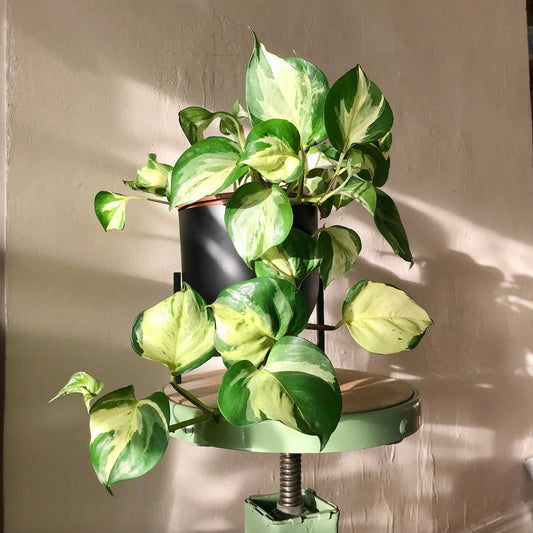 Manjula Pothos Live Plant in 2" Pot | Epipremnum Aureum Harlequin | Rare Variegated Houseplant | Rooted Indoor Vine Starter
