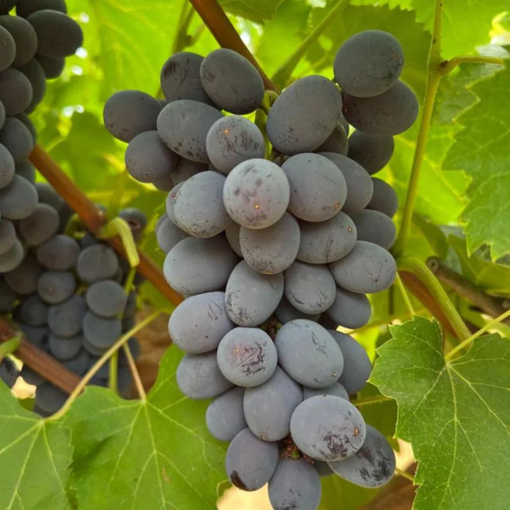 5pcs Jupiter Seedless Grape Cuttings – Unrooted Vitis vinifera, Sweet Red Table Grapes, Muscat Flavor, Easy to Grow, Backyard Vines