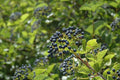 Chicago Lustre Viburnum Plants - 5 Rooted Shrubs in 3" Containers, Viburnum Dentatum, Ideal for Garden or Hedge