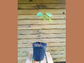 10 Pawpaw Trees - 18" - 24" - Asimina triloba - Live Seedlings for Fruit Production and Wildlife Habitat