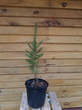 Norway Spruce Trees - 2 Live 6" - 12" Seedlings - Picea abies - Hardy Evergreen for Wildlife Habitat & Ornamentals