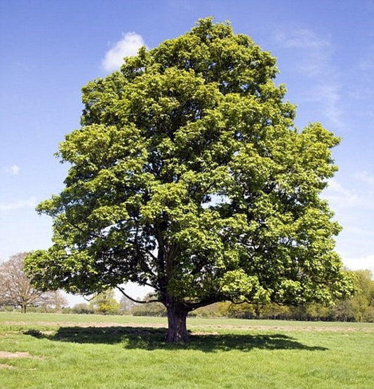 American Sycamore Quart Pot Plant - Platanus occidentalis - Bareroot Shipping CA - USDA Zone 4-9 - Native Tree for Gardens