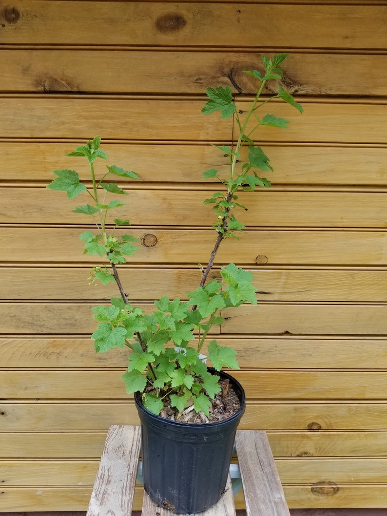 5 Live Imperial White Currant Plants - Ribes sativum - 6" to 12" Dormant Bushes for Fruit & Ornamental Use