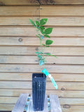 Ouachita Thornless Blackberry Plants - 6" Live Plants - Rubus allegheniensis - 5 Healthy Bare Root Plants for Home Garden