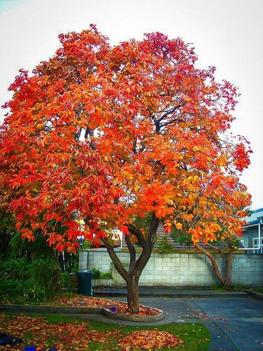 American Persimmon Tree 4” Container - Diospyros virginiana - Native Fruit Tree for USDA Zones 4-9 - Edible Fruit Plant