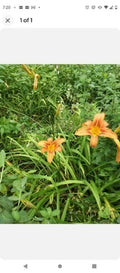 Day Lily Bare Roots (25) Orange - Fragrant Perennial Flowers - Hemerocallis spp. - Easy to Plant, Fast Shipping