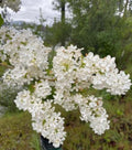 Bare Root Lilac Bush Set of 10 Purple & White Fragrant Perennials (Syringa vulgaris) - Planting Instructions Included