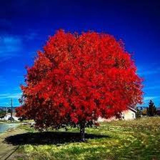 Autumn Blaze Maple 2.5" Pot - Acer × freemanii - Striking Orange-Red Fall Foliage - USDA Zones 4-8