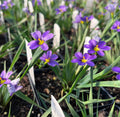 Blue Eyed Grass 'Lucerne' Live Plant 3.5" Pot - Sisyrinchium angustifolium - Native North American Perennial