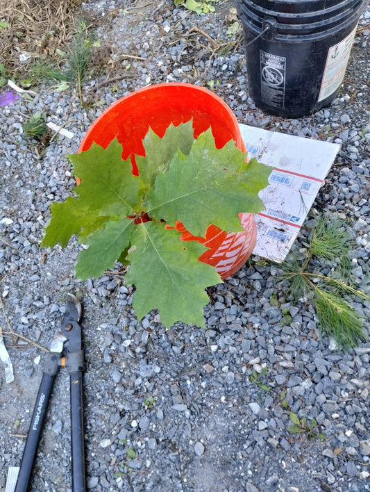 25 Bare Root Red Oak Saplings - Quercus rubra - Freshly Dug Seedlings for Planting, Ideal for Landscapes and Reforestation