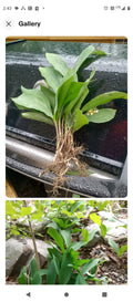 Lily of the Valley Bare Root Plants (100) - Fragrant White Flowering Perennials - Convallaria majalis