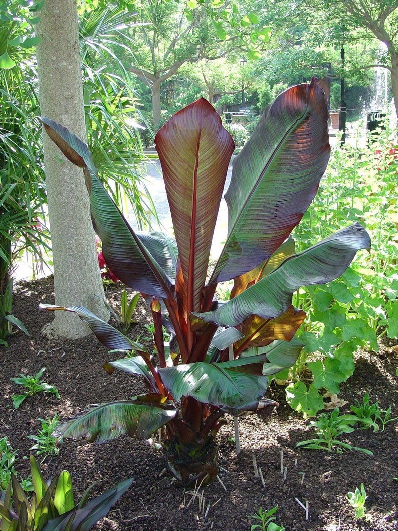 Red Leaf Banana Plant - 1 ft Tall - Ensete ventricosum 'Maurelii' - Tropical Foliage in 6" Pot - Perfect for Containers