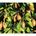 Sapodilla Plant - 3 Gal Pot - Alano Variety - Manilkara zapota Hybrid - Sweet, Delicious Fruit
