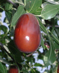 Lang Jujube Grafted Tree - 3 Gal Pot - 3 to 4 Feet Tall - Bigger Trunk - Ziziphus jujuba - Sweet Pear-Shaped Fruit