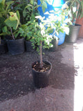 Guamuchil Plant - 1 Foot Tall - Pithecellobium dulce - Fresh Live Plant in 6" Pot - Edible Sweet Pods and Ornamental Foliage