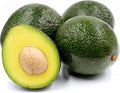 Grafted Reed Avocado Tree - 3 to 4 Feet Tall - Bigger Trunk - Persea americana
