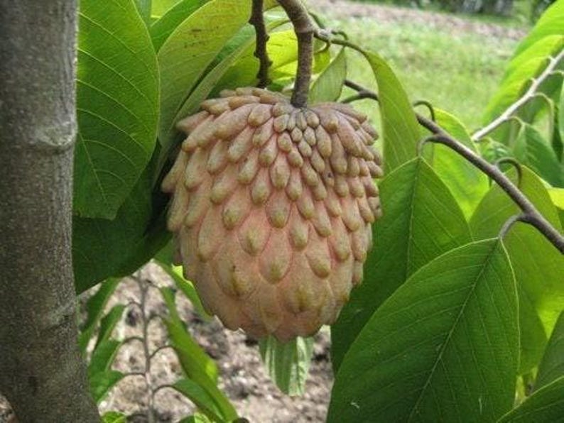 Lisa Atemoya Plant in 6" Pot - 1 Foot Tall - Tropical Fruit Tree (Annona squamosa) - Unique Sweet Flavor