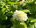 Grand Duke Jasmine Live Plant 1ft Tall - Jasmine sambac - Ships in 1 Gallon Pot - Fragrant Flowering Indoor/Outdoor Plant