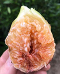 Flanders Fig Tree in 3Gal Pot - 3 to 4 Feet Tall - Ficus carica - Violet Striped Fruits with Amber Flesh, Ideal for Warm Climates