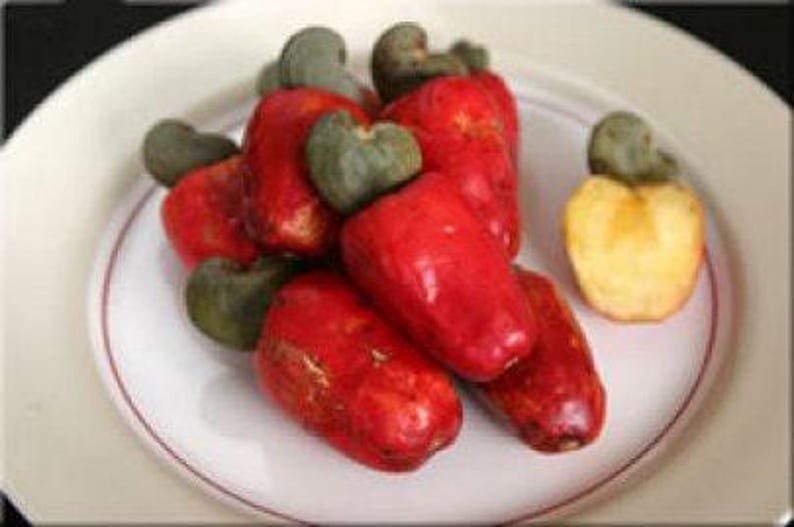 Cashew Tree in 3 Gal Pot - Anacardium occidentale - Nut & Fruit Plant, Fast Growing, Sweet Apple Taste