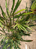 False Aralia Plant - 4" Pot - Aralia elegantissima - Long Narrow Dark Green Foliage