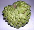 Atemoya Fruit Tree - 1 Gal Pot - Geffner Variety - Live Plant with Good Roots - Fresh from Our Garden