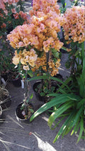 Bougainvillea Plant 1 Feet Tall Orange ‘Fire Opal’ in 6" Pot (Bougainvillea hybrid) - Vibrant Free-Flowering Vine for Hanging Baskets