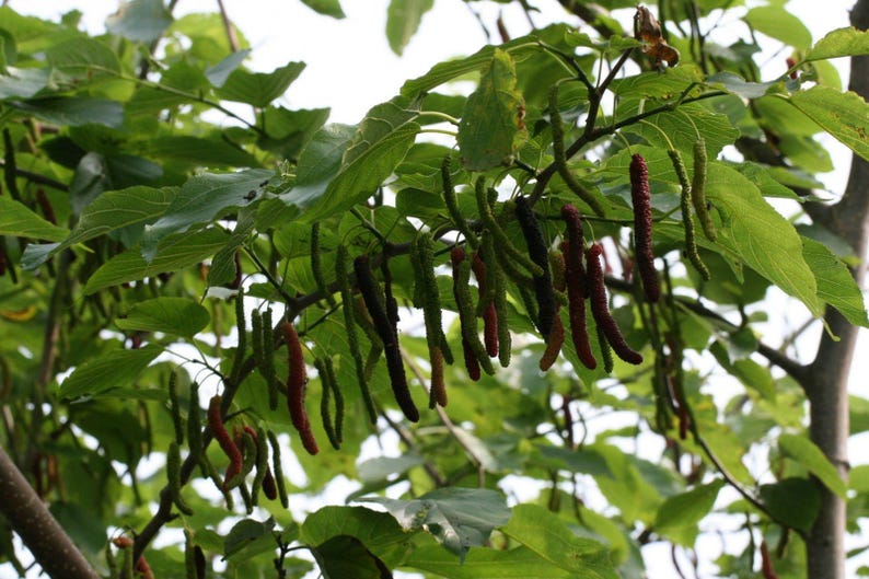 Pakistan Mulberry Tree Live Plant - 3 Gal Pot - Black Mulberries - Morus nigra - Fresh From Our Garden