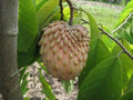 Atemoya Lisa Grafted Tree - 1 Plant - 3 to 4 Feet Tall - Annona squamosa x Annona cherimola