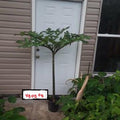 Plum Trees - 2 Pack - Santa Rosa & Methley Varieties - Prunus domestica