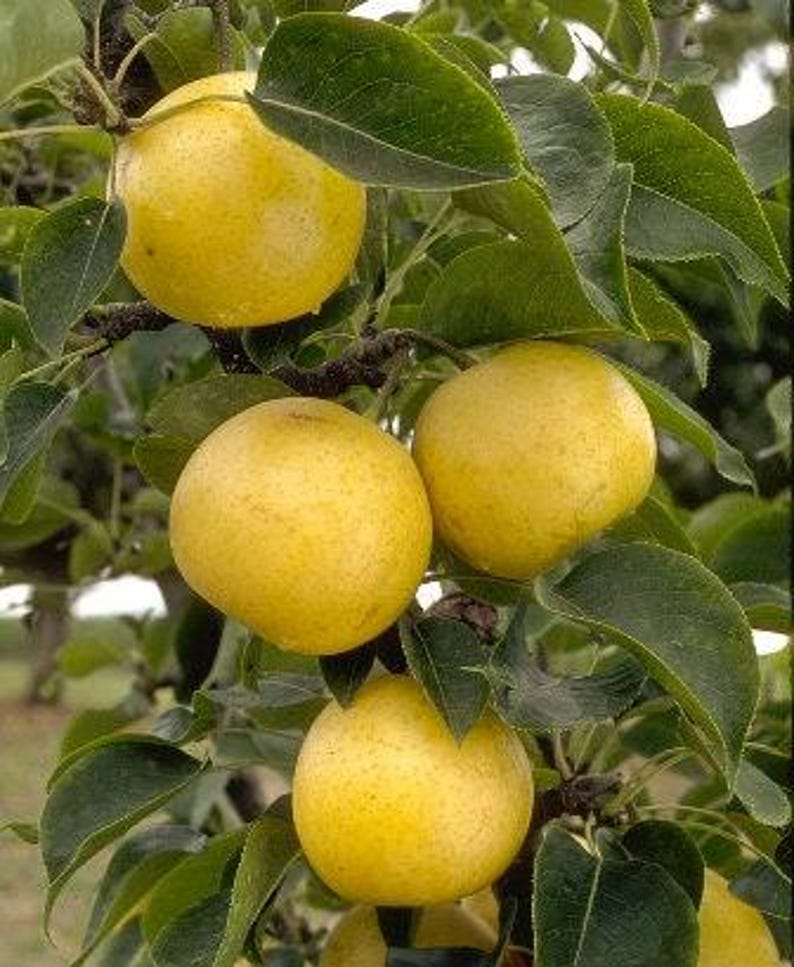 20th Century Asian Pear Tree - 3 Gallon Pot - Yellow-Green Skin - Pyrus pyrifolia