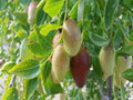 Grafted Jujube Tree 3 Gal Pot GA866 Variety - 4 to 5 Feet Tall, Bigger Trunk - Hardy Fruit Tree for Home Garden