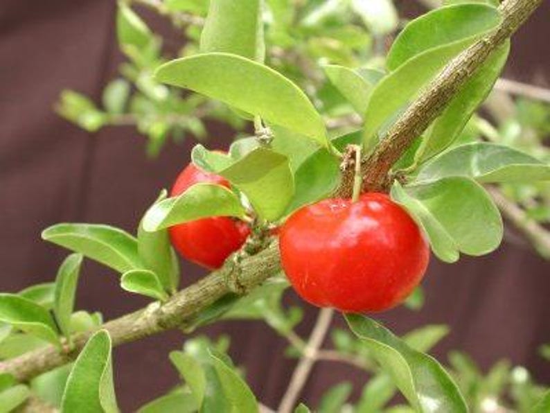 Barbados Cherry Tree - 3 Gallon Pot - Fast Growing - Malpighia emarginata