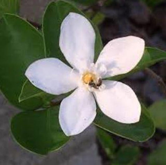Arctic Snow Bush Plant in Half Gallon Pot - Always Flowering Asian Snow Plant - Easy to Grow, Ideal for Containers