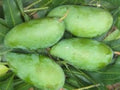 MUN KUN SI Mango Tree - Grafted 3-4ft Live Plant in 3Gal Pot - Sweet Yellow Oblong Fruit - Mangifera indica