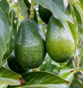 Grafted Day Avocado Tree - 2 Feet Tall - Persea americana - Ships in 3Gal Pot - Cold Tolerant, Nutty Flavor Fruit Tree