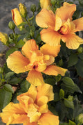 Live Kona Improve Hibiscus Plant in 1 Gallon Pot - Golden Yellow Blooms with Orange-Red Throats - Tropical Shrub for Patios