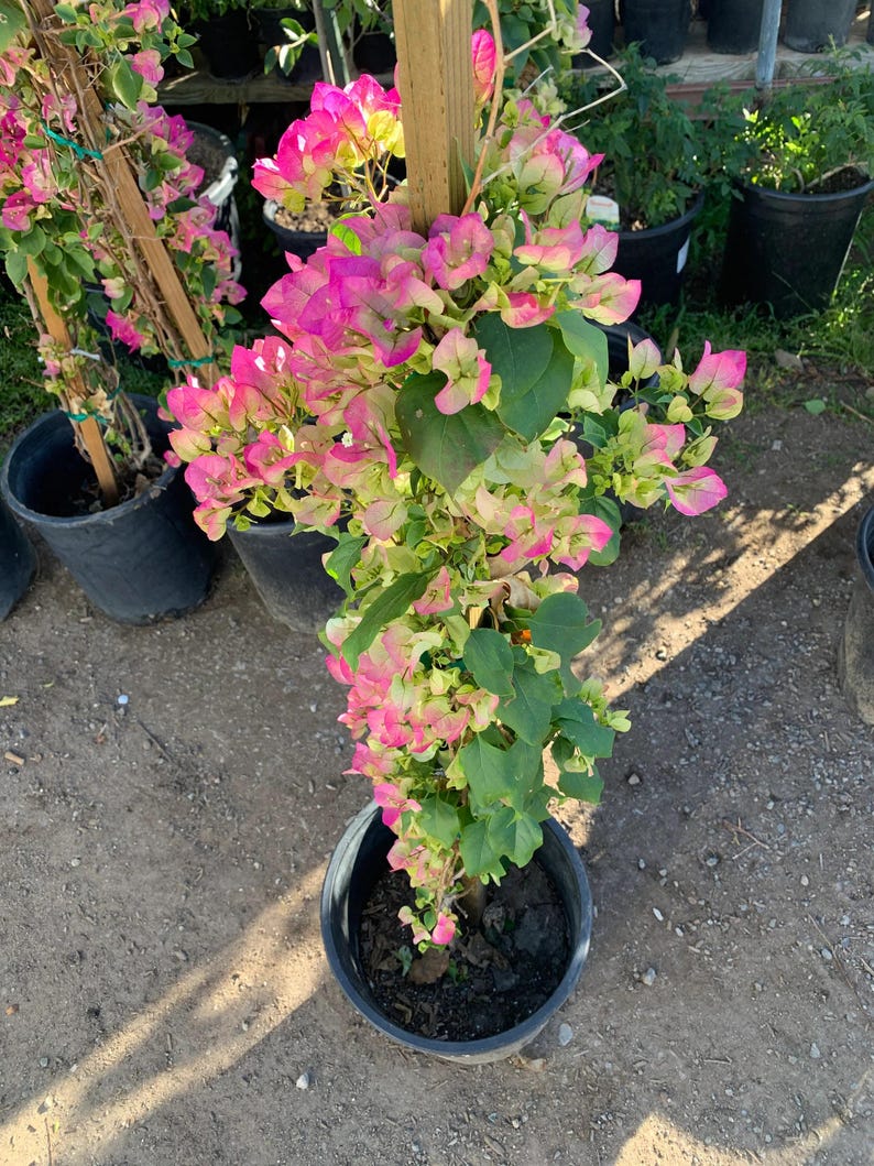 Pink and White Bougainvillea Plant in 3 Gal Pot - Bougainvillea glabra - Vibrant Floral Display for Gardens and Patios