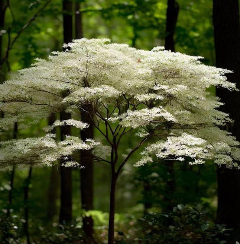 Silky Dogwood Tree - Up to 4 ft Tall - Cornus amomum - Shipping Included - Hardy Landscape Plant