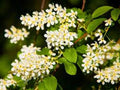 Edible Berry Fruit Tree - 3 ft Hackberry (Celtis occidentalis) - Hardy Urban Shade Tree for Wildlife & Ecosystem Gardening