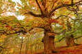 Chestnut Oak Seedling Quart Pot - Quercus montana - Hardy Tree for USDA Zones 3-9, Ideal for Canopy and Landscape Design